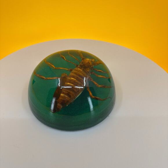 Scorpion Encased in Pexiglass - Picture 15 of 16